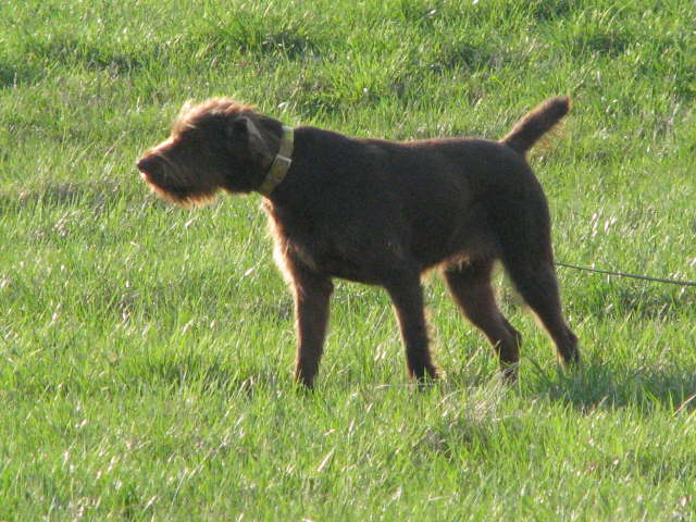 PUDEL POINTER
